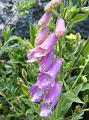 Digitalis purpurea2